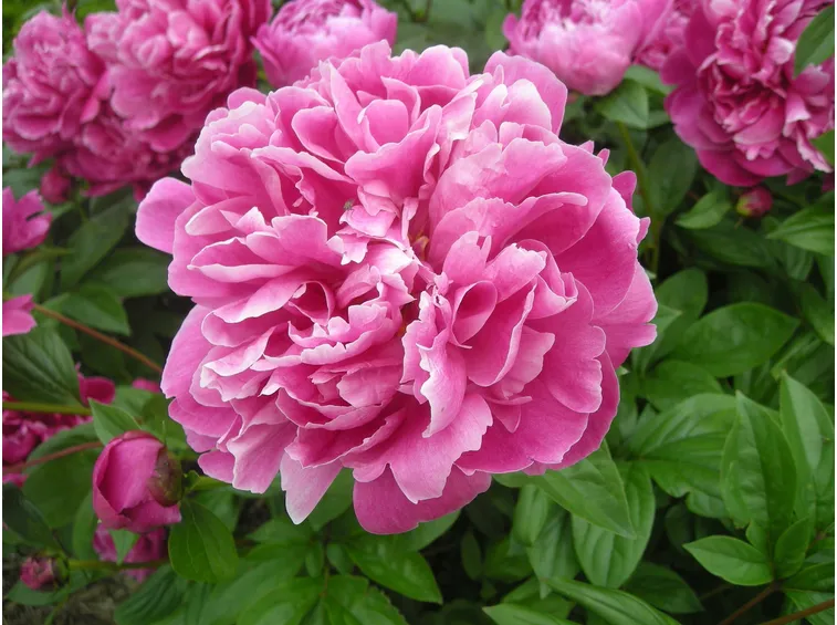 Peonia