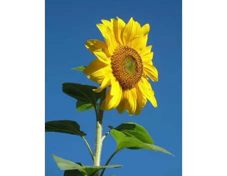 fiori di luglio, girasole
