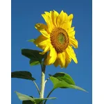 fiori di luglio, girasole