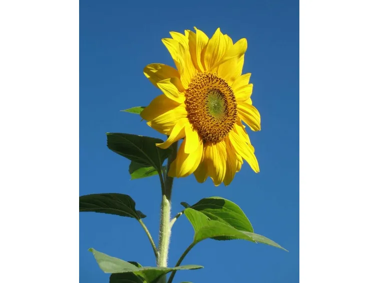 fiori di luglio, girasole