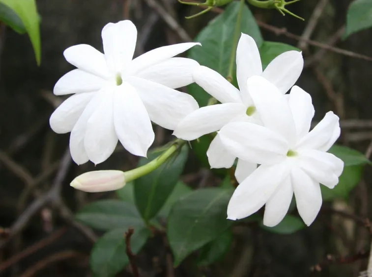 fiori di luglio, gelsomino