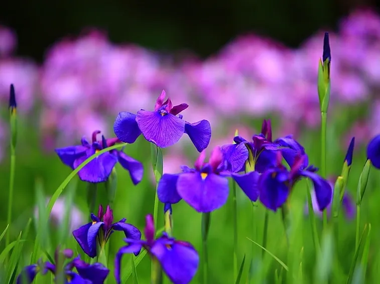 fiori di luglio, iris