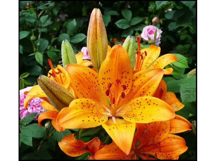 fiori di luglio, lilium