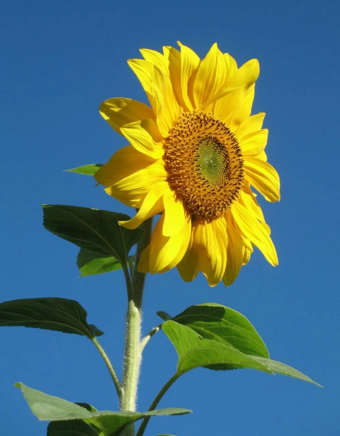 fiori di luglio, girasole