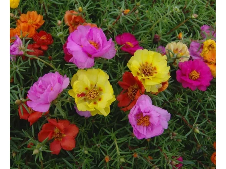 fioritura pianta di portulaca