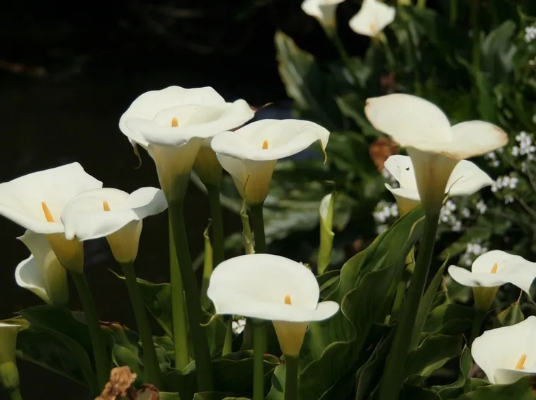 siepe da giardino di calla