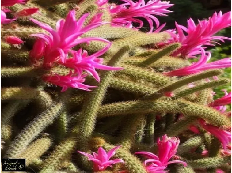 coda di volpe fiorita