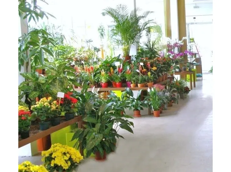 Piante fiorite da esterno
