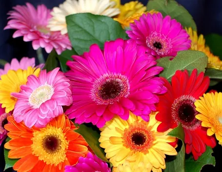fiori agosto, gerbere