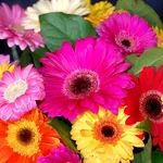 fiori agosto, gerbere