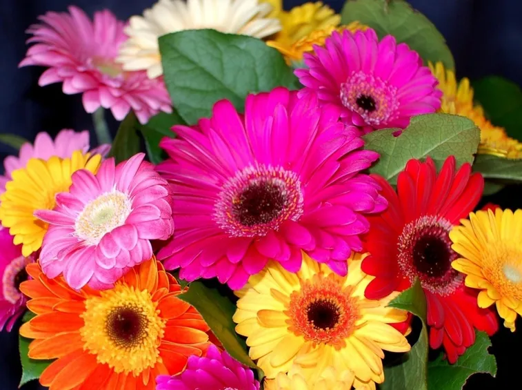 fiori agosto, gerbere