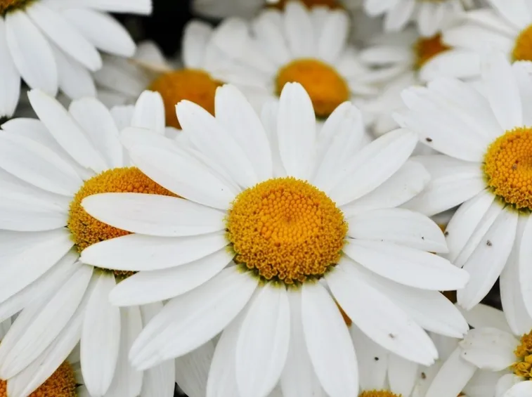 fiori agosto, margherite