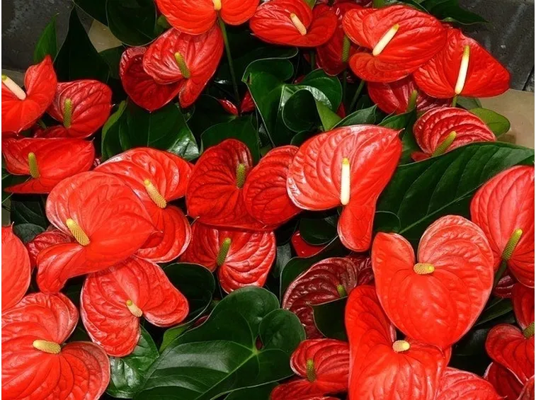 fiori agosto, anthurium