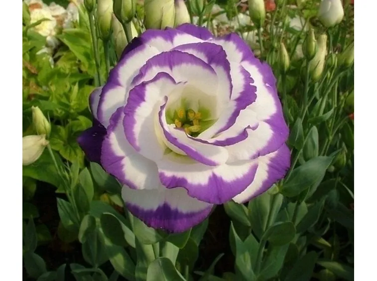 fiori agosto, lisianthus