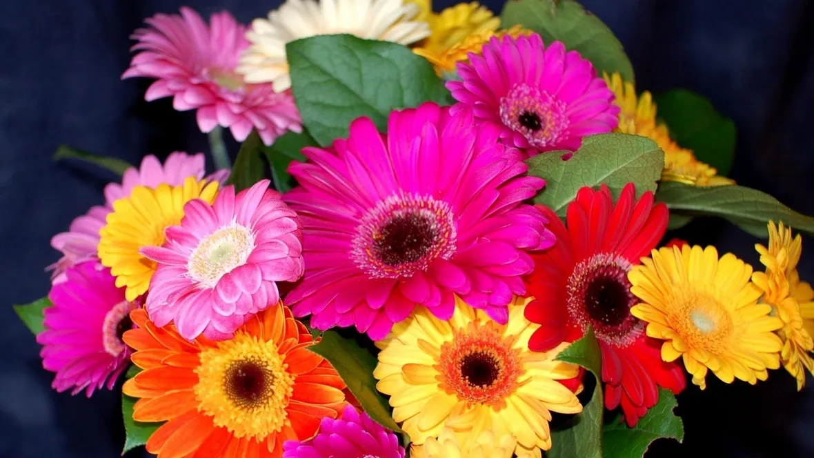 fiori agosto, gerbere