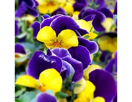 Viole del pensiero