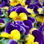 Viole del pensiero