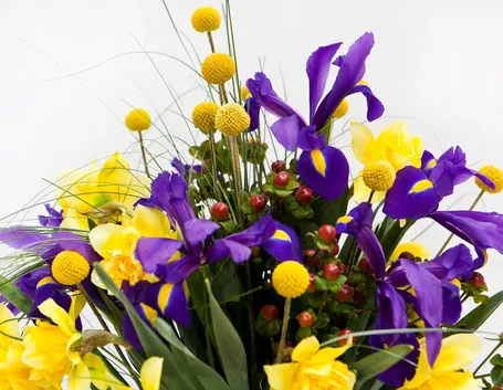 bulbose di iris e narciso