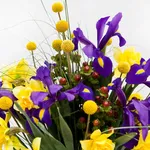 bulbose di iris e narciso