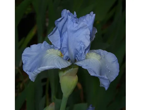 Una varietà azzurra di iris