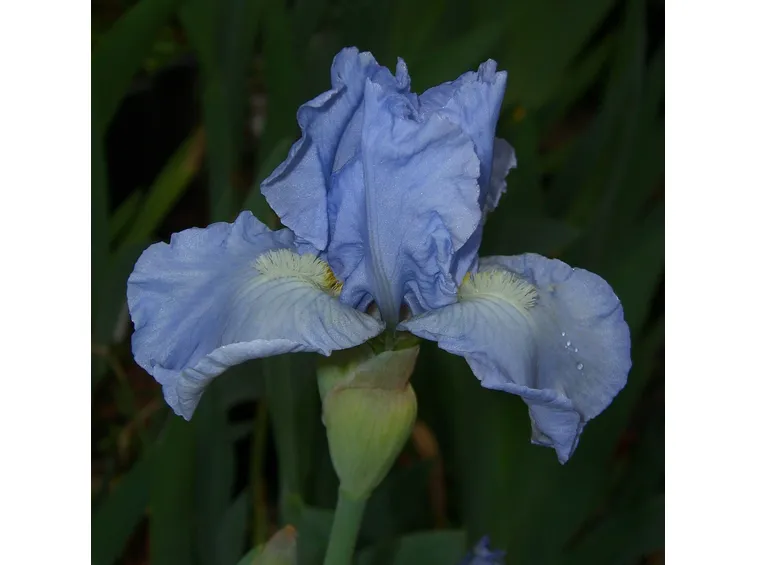 Una varietà azzurra di iris