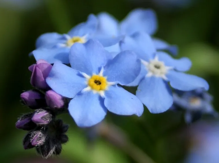 Particolare del fiore 