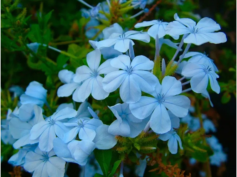 Fiori di Plumbago auriculata