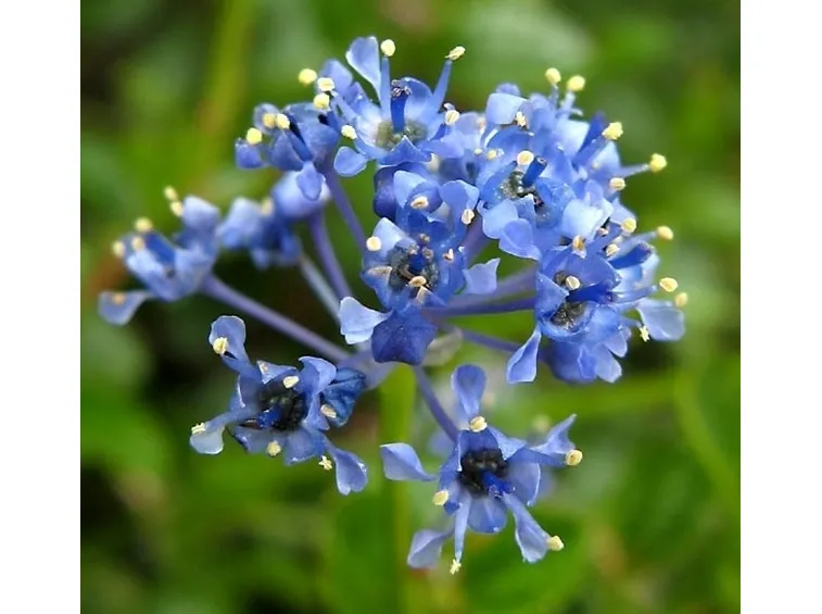 Fiori di Ceanothus ibrido denominato 