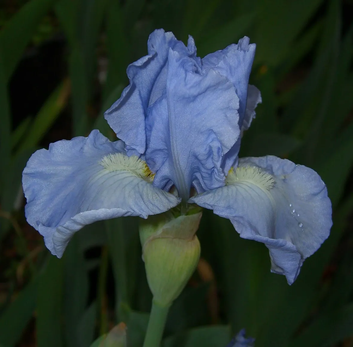 Una varietà azzurra di iris