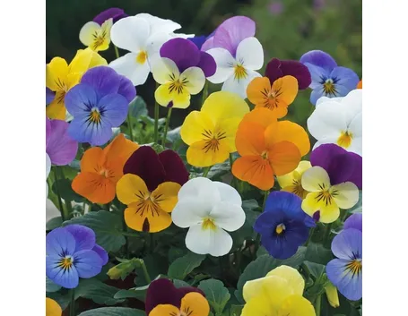 Gruppo di viole in fiore