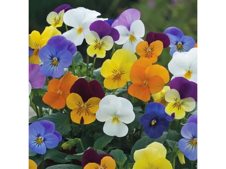 Gruppo di viole in fiore