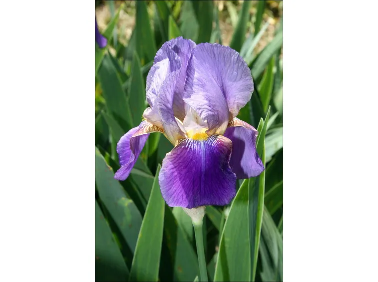Iris germanica
