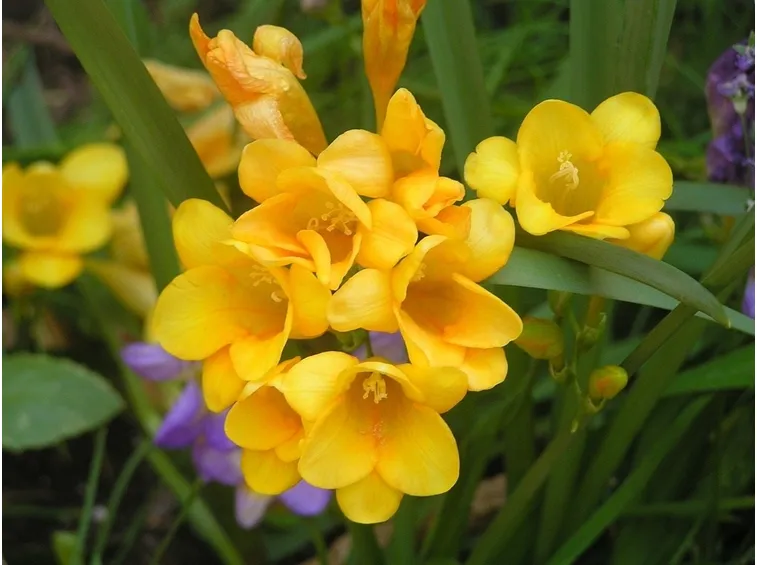 Fresia in fiore