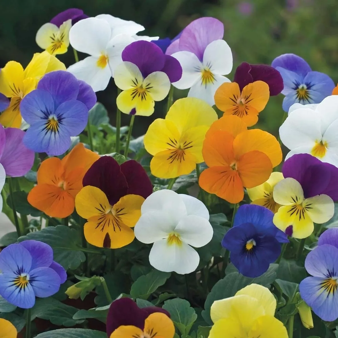 Gruppo di viole in fiore