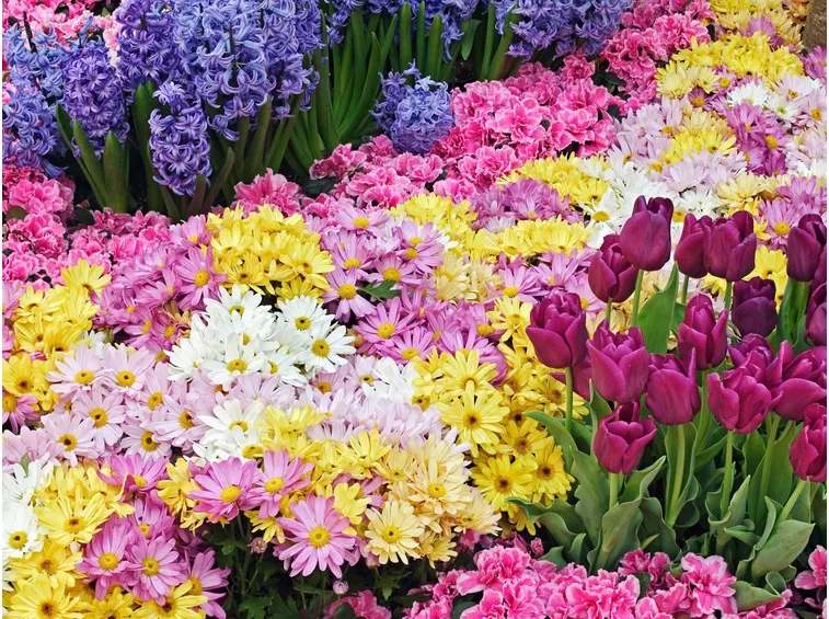 Tanti fiori colorati di generi diversi venduti online