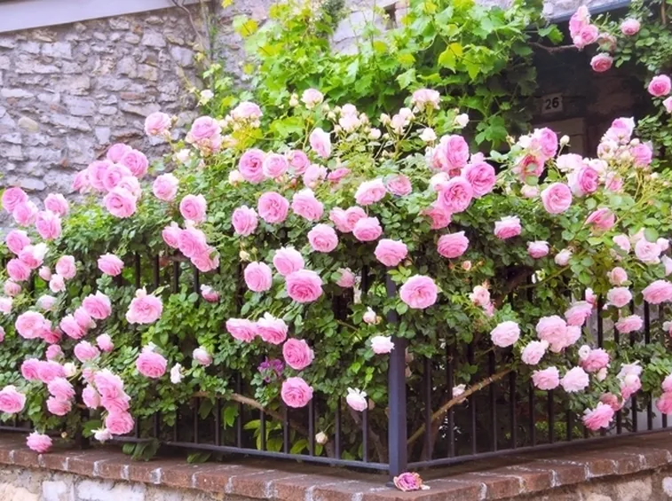Un bel balcone fiorito