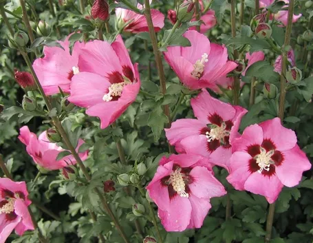 Hibiscus Syriacus Rosa