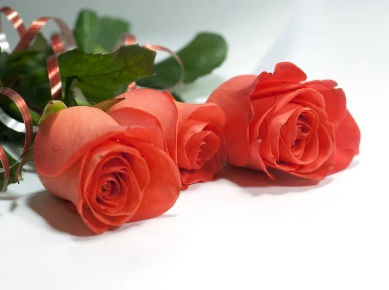 rosa rossa