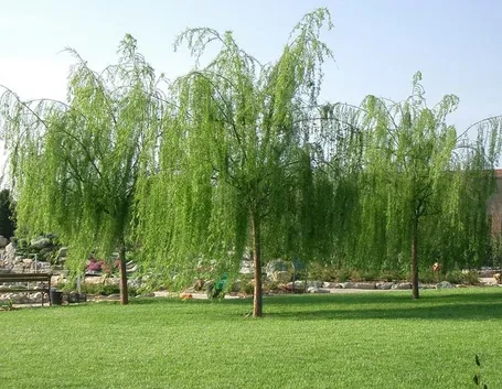 alberi da giardino