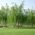 alberi da giardino