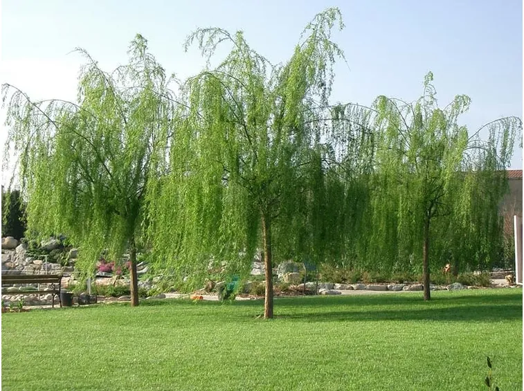 alberi da giardino