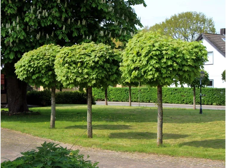 alberi da giardino