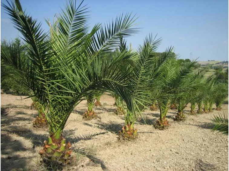 palme
