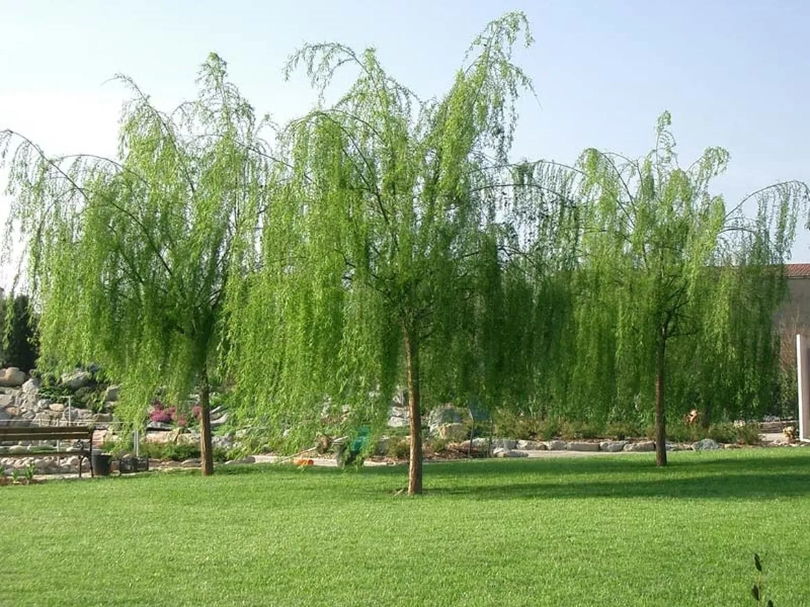 alberi da giardino