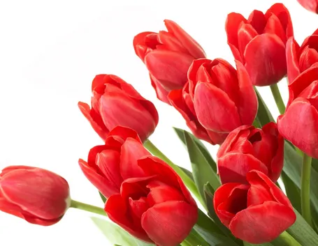 Composizione con tulipani rossi