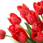 Composizione con tulipani rossi