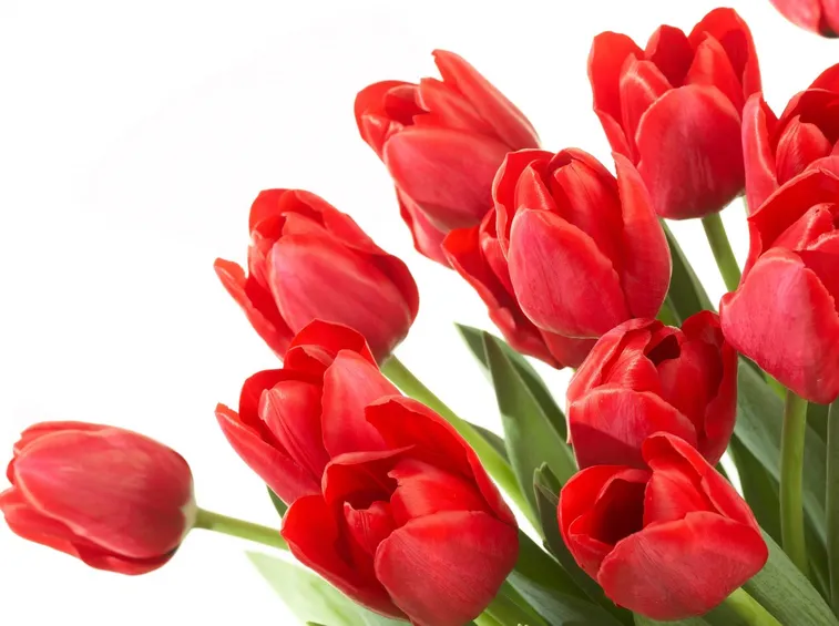 Composizione con tulipani rossi