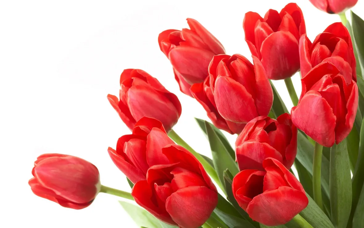 Composizione con tulipani rossi