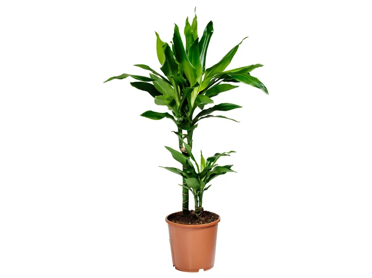 piante da appartamento