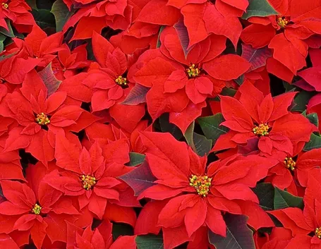 Stella di Natale